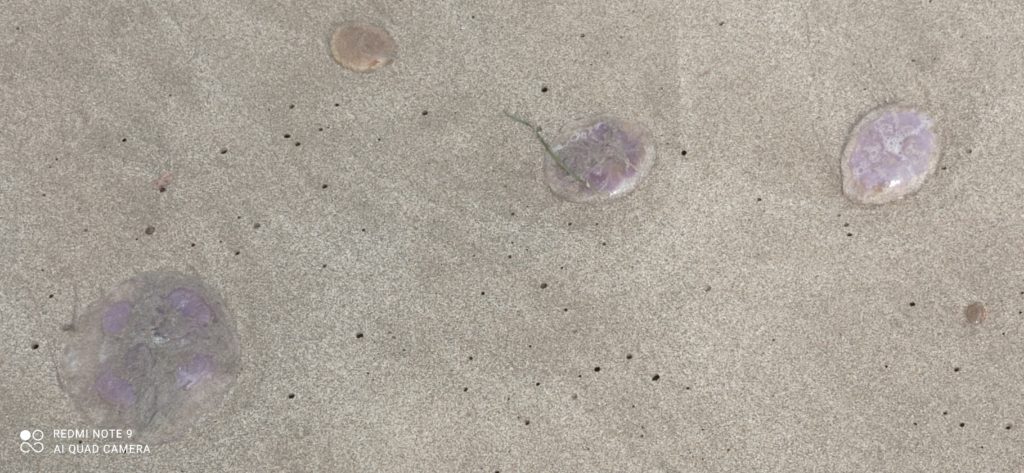 spot des méduses